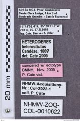 Etikette zu Heteroderes heterostixus (NHMW-ZOO-COL-0010622)